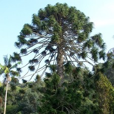 Bunya pine (Araucaria