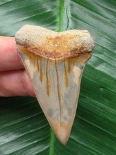 5,8 cm großer Zahn des Mako