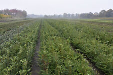  Küstentanne Abies grandis