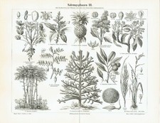 Nahrungspflanzen Nutzpflanzen Annanas Mango Araukarie HOLZSTICH von 1897