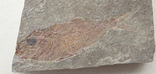 Armigatus brevissimus fisch - brevissimus,