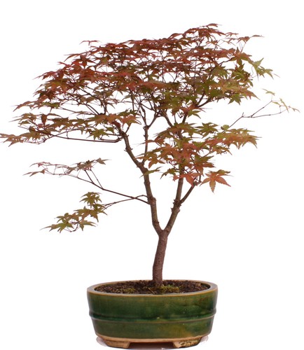 Bonsai acer palmatum - bonsai,