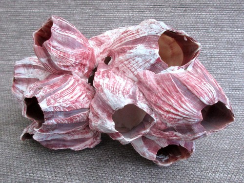Seepocke 16cm x9cm - ca,