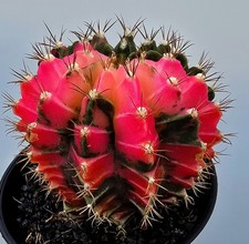 Schöner Ausgefallener