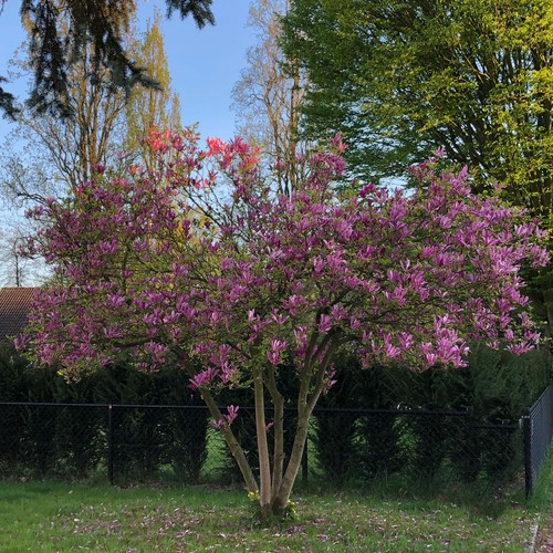 Purpur magnolie susan topf - susan,