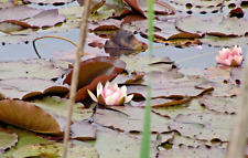 ROSA Seerose für eingesetzt im Pflanzkorb 19x19cm   Wasserstand 30 bis 120 cm