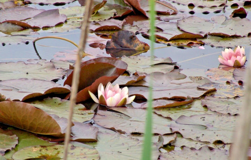 Rosa seerose für jeden teich - rosa,