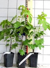 Liquidambar "Rotundiloba"  -  Amberbaum, seltene Sorte, veredelte Pflanze