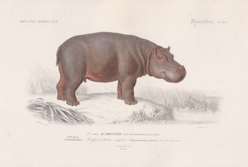 Hippopotamus amphibius