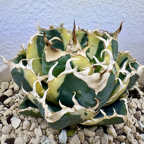 Agave titanota hakugei white - agave,