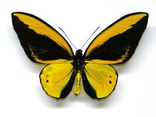 ORNITHOPTERA CROESUS X ORNITHOPTERA GOLIATH ♂ HYBRIDE  TOP RARE - STUNNING COLOR