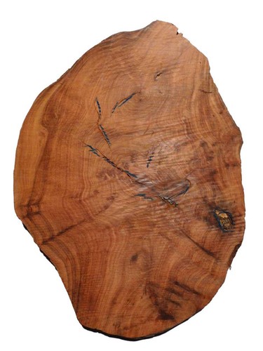 Thuja wurzelholz thuya - 1x,