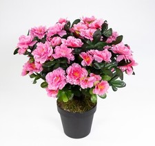 Große azalee 36cm - 36cm, rosa-pink