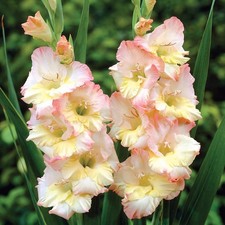 Gladiole Blumenzwiebeln