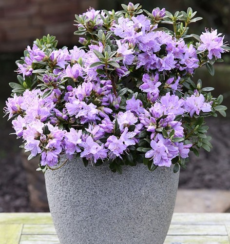 Zwerg rhododendron blaue - zwerg,