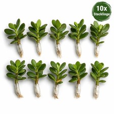 10x Geldbaum Stecklinge mit