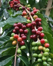 2 x Kaffee -Palmen schnellwüchsige exotische Pflanzen im für den Garten