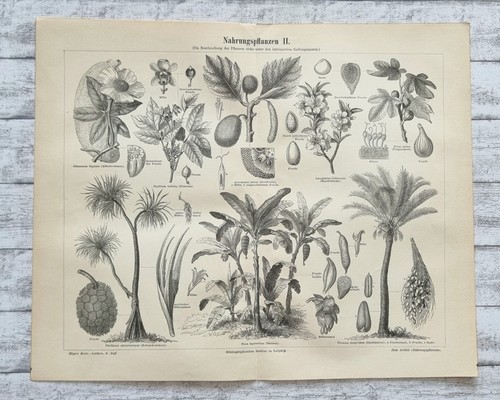Nahrungspflanze palme banane - palme,