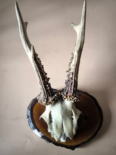 Rehgeweih (?) auf Deko-Holzplatte