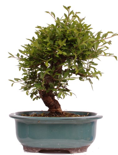 Bonsai ulmus parvifolia - bonsai,