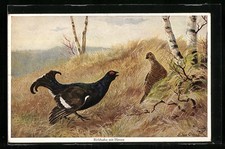 Ansichtskarte Birkhahn mit Henne 