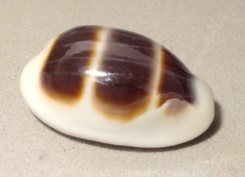 Meeresschnecke cypraea asellus - cypraea,