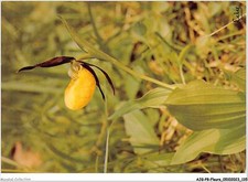 AJGP8-0776 - Blume -