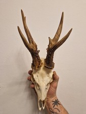 Kapitale Rehbock Trophäe 480