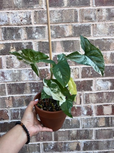 Syngonium albo variagata - syngonium,