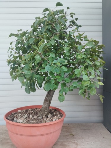 Pre bonsai pyrus pera - bonsai, birne