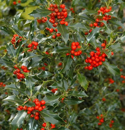 Gemeine stechpalme ilex - stechpalme,