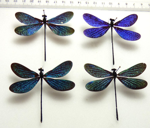 Entomologie schmetterling 4 - entomologie,,
