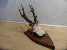 Reh Geweih Rehgeweih Rehbock