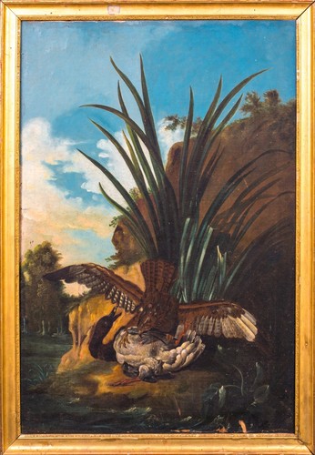 Riesiger holländischer falke - riesiger,