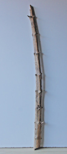 Treibholz schwemmholz - treibholz,