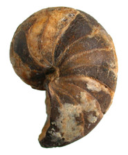 Kreide  Pseudocenoceras supervacuum  Sehr seltener Nautilus  Canjuers  4298