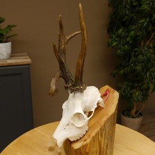 Rehgeweih Rehbock ung 10 ender