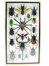 Einzelstück - echte