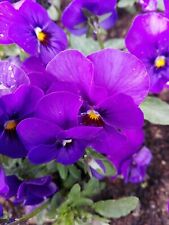 Hornveilchen * Viola cornuta * Nr. 1 * 30 Blumensamen * handverlesen