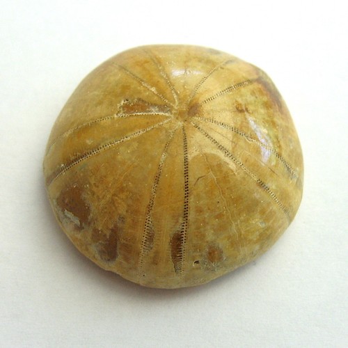Seeigel holectypus depressus - holectypus,