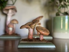 Vintage Somso SAFRAN MILCHDECKEL pädagogisches Modell Fliegenpilz botanisch