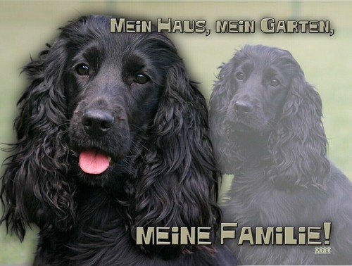 Englischer cocker spaniel - englischer,