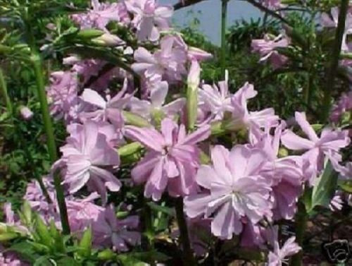 Rosa seifenblume diese - seifenblume,