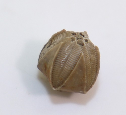 Blastoid pentremites godoni - blastoid,,