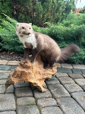 Ausgestopfter Marder auf