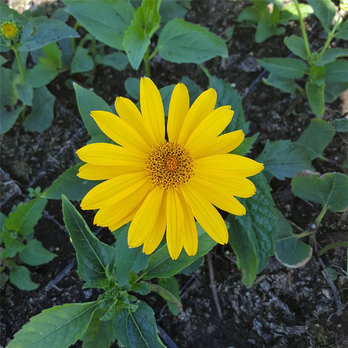 Heliopsis scabra hohlspiegel - heliopsis, 'hohlspiegel'