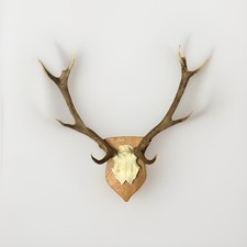 Hirschgeweih Abwurfstangen