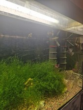 Aquarium komplett 300 ltr - komplett,