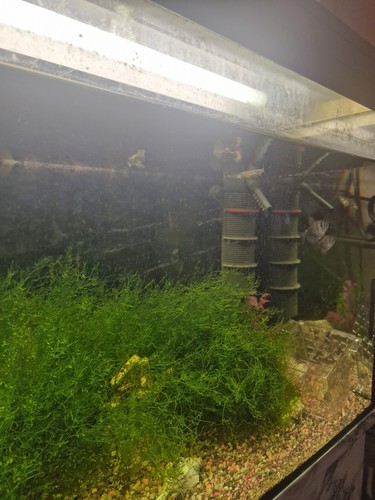 Aquarium komplett 300 ltr - aquarium,