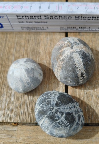 Versteinerungen fossilien - versteinerungen,